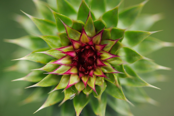 Cotton Thistle (Onopordum acanthium).