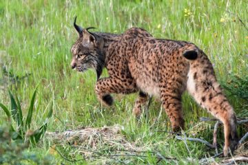 Iberian Lynx