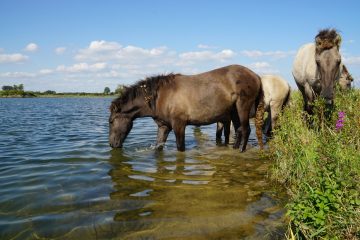 Free-roaming herds of Konik horses graze the floodplains of the Millingerwaard, contributing to the creation of a mosaic landscape.