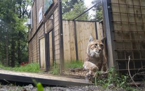 Release of the lynx named Goru from the enclosure in Slovenia.