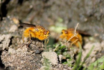Dung flies on horse dung