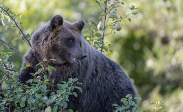 2A46AN7 Awesome portrait of Marsican brown bear (Ursus arctos marsicanus)