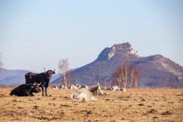 Lika Plains