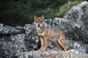 Iberian Wolf, Portugal
