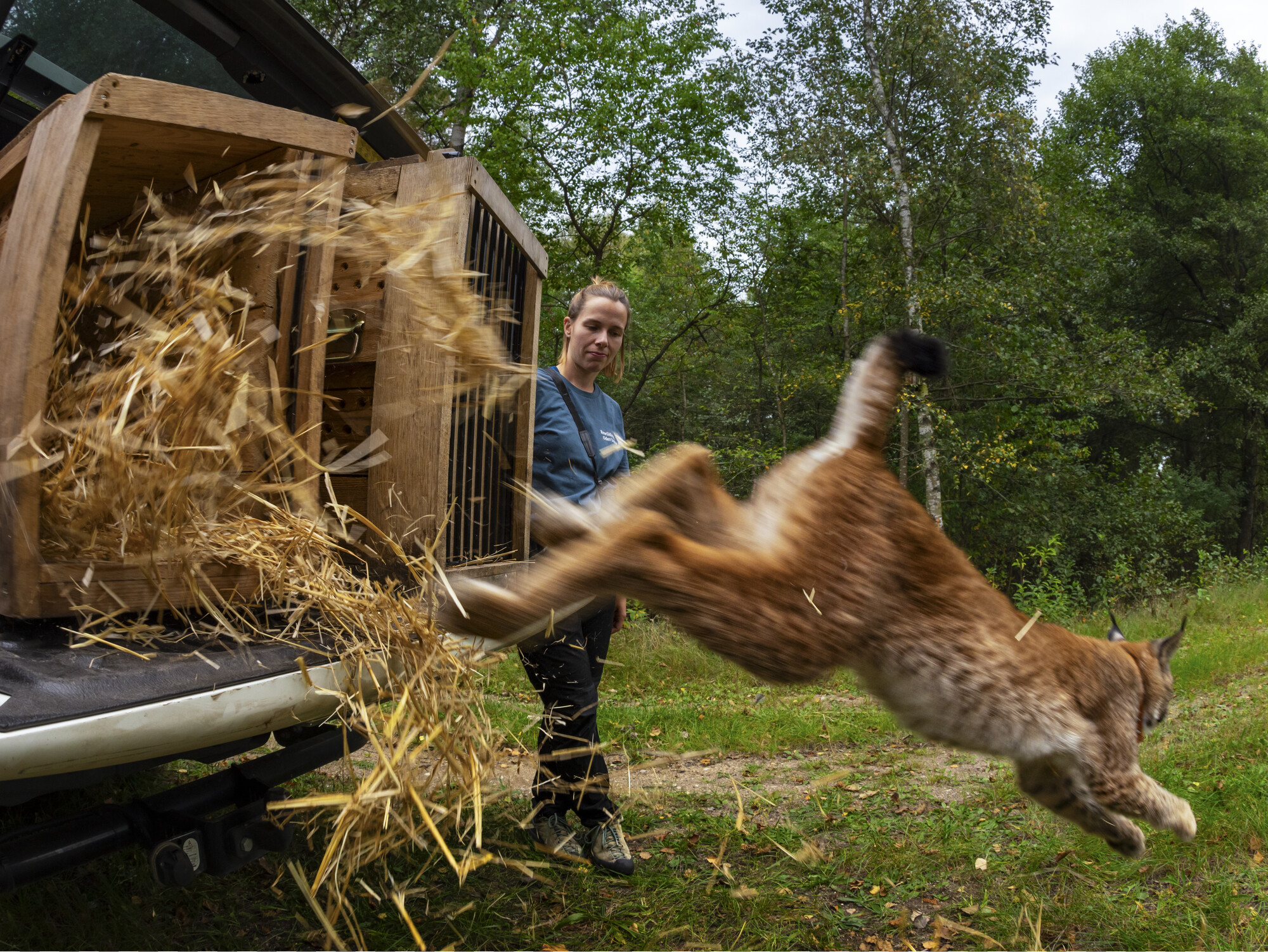 A Eurasian lynx is released from a crate by Wildlife Comeback Officer Wiebke Brenner in Poland.