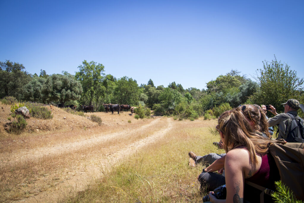 ERN members watching Tauros at Vale Feitoso in the Greater Côa Valley landscape